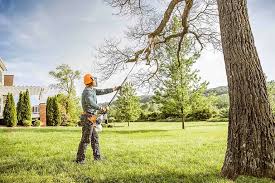 Best Tree Removal Services  in Norco, CA